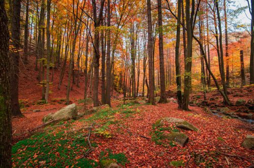 Waldtag in den Herbstferien